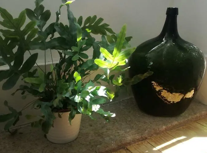 Casa De Guadalupe Rum i privatbostad